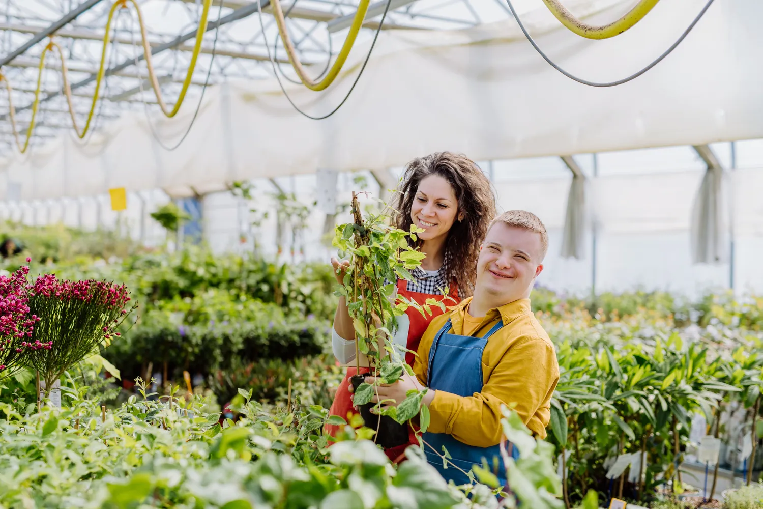 Australian Apprentices with disability